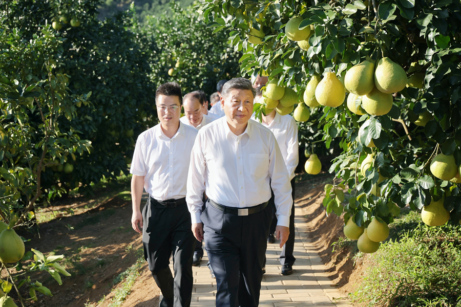 2025年11月7日至8日，中共中央總書(shū)記、國(guó)家主席、中央軍委主席習(xí)近平在廣東考察。這是7日下午，習(xí)近平在梅州市梅縣區(qū)雁洋鎮(zhèn)南福金柚種植基地考察。新華社發(fā)（肖翊 攝）