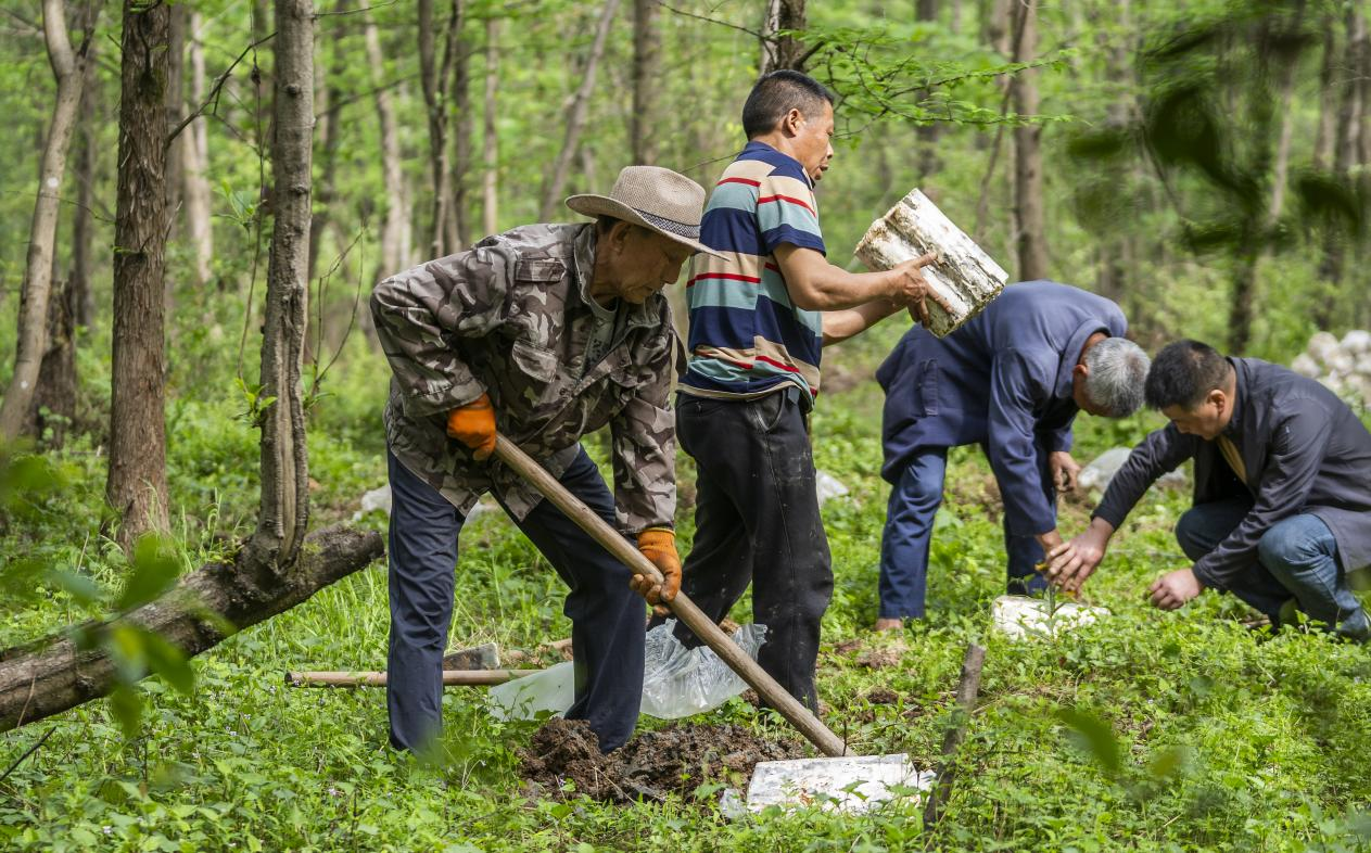 2025年4月16日，江西新余，仙女湖區(qū)河下鎮(zhèn)花園村林場(chǎng)，人們正在搬運(yùn)、栽植靈芝菌棒。